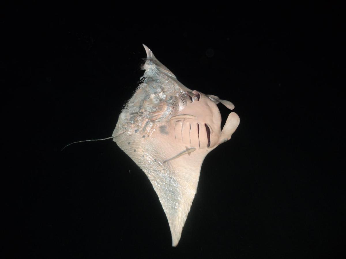 Leaf Fish Guesthouse Maldives Keyodhoo  Zewnętrze zdjęcie